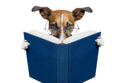 Dog reading book